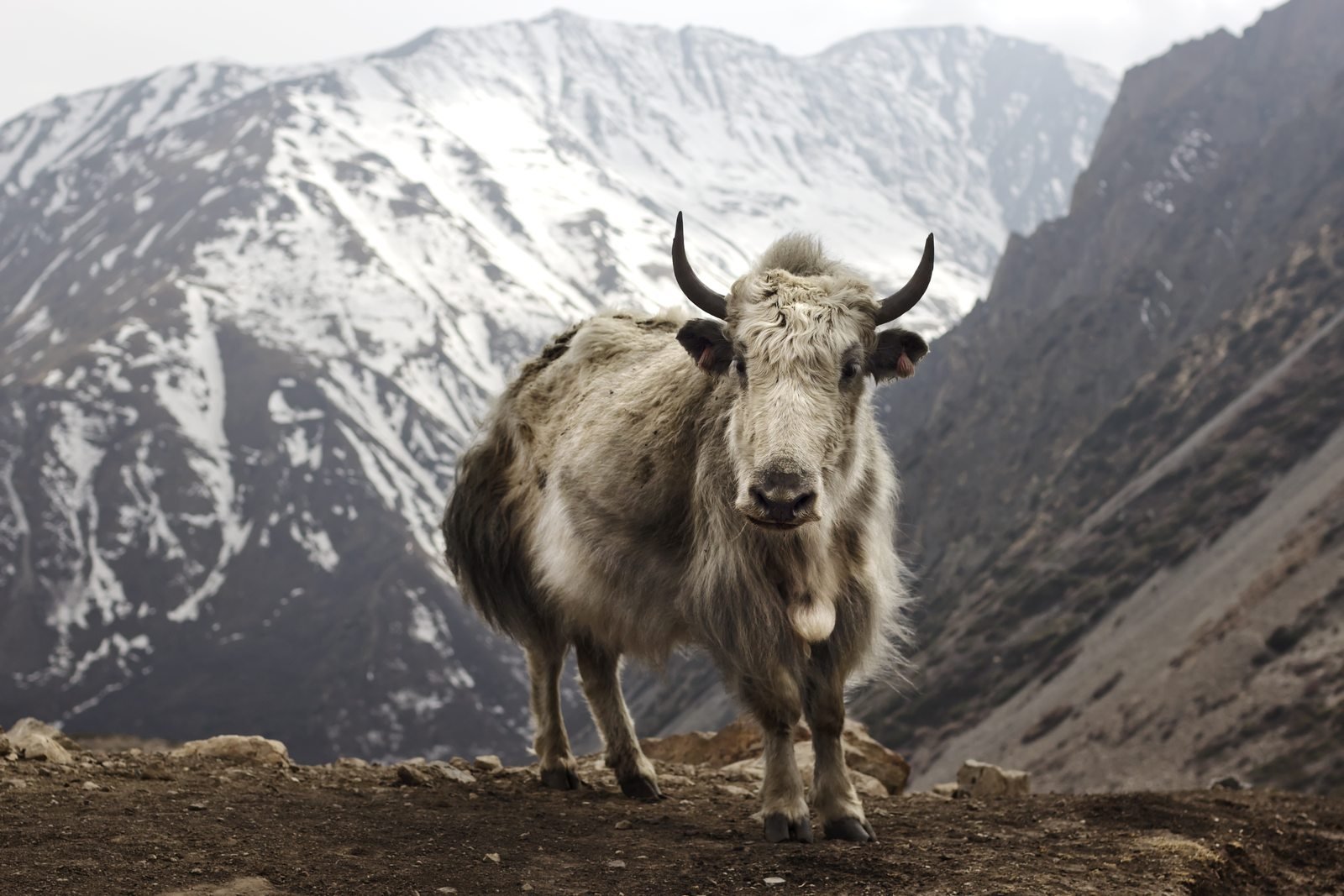 Annapurna Circuit Trek with Tilicho Lake - Photo 7